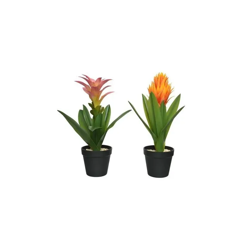 Lifestyle bromelia plc kamerplant in pot