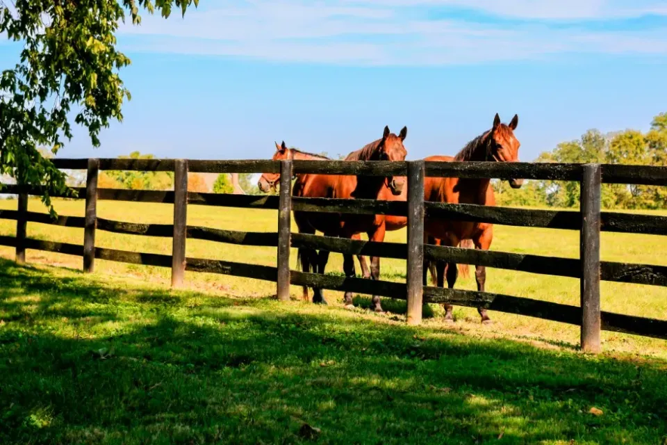 Jaap de Vries Producties paardenomheining rondhout hout