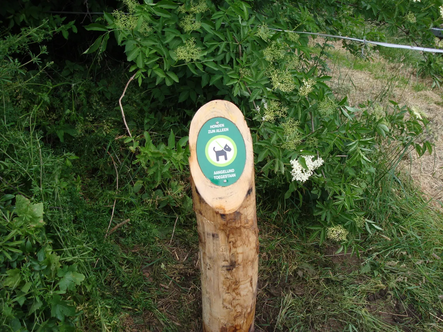 Jaap de Vries Amsterdam hondenbeleidspaal hout 130 cm